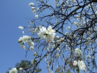 美しく咲き誇る桜
